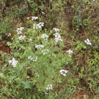 Coriandrum sativum L.